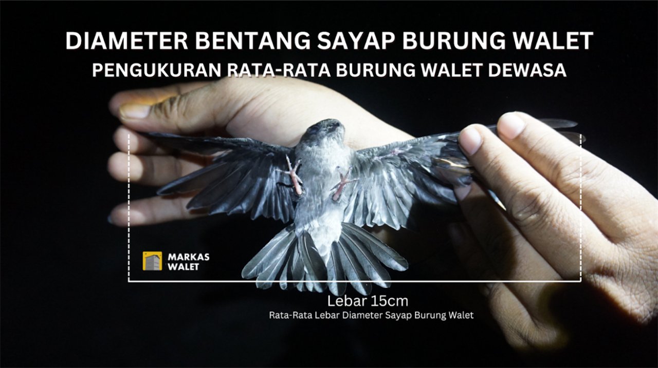 Diameter bentang sayap burung walet dewasa sekitar 15 cm