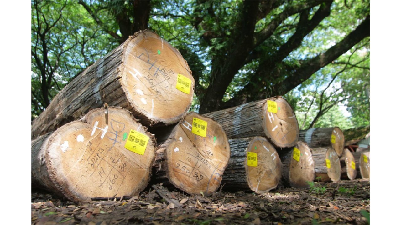 Kayu jati gelondongan bahan sirip walet