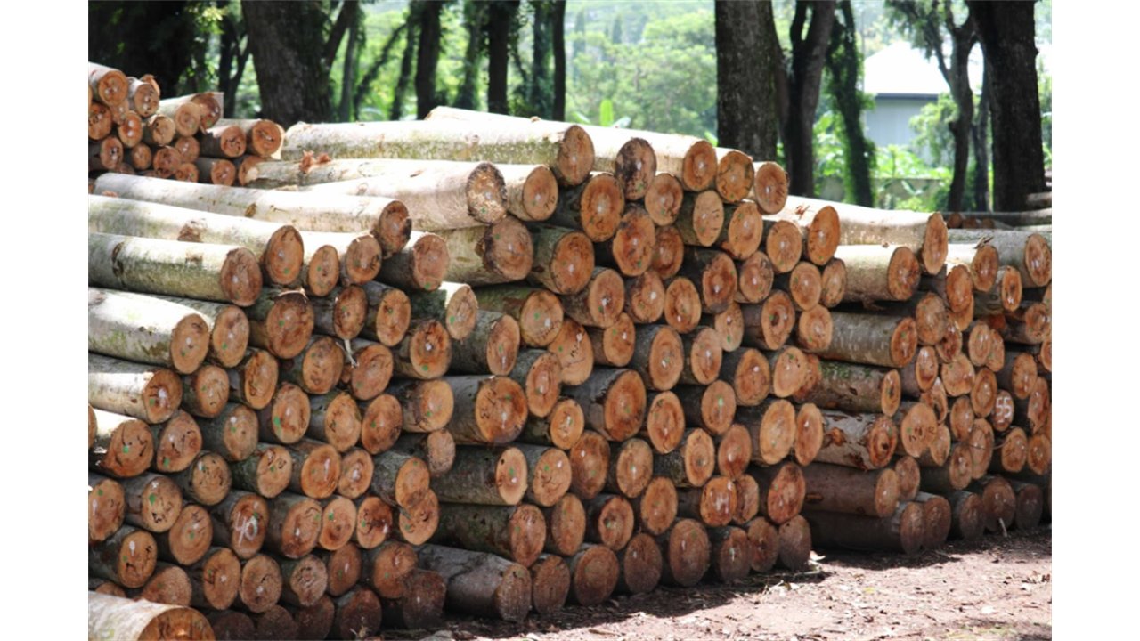 Kayu sengon gelondongan bahan sirip walet