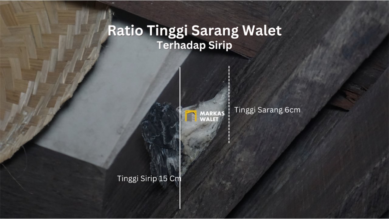 Ratio tinggi sarang walet terhadap tinggi sirip pada RBW