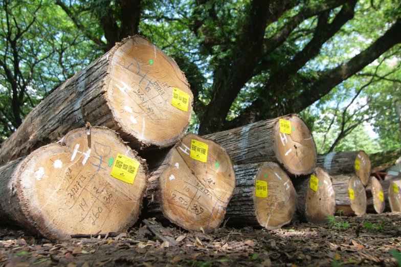 Kayu jati gelondongan bahan sirip walet