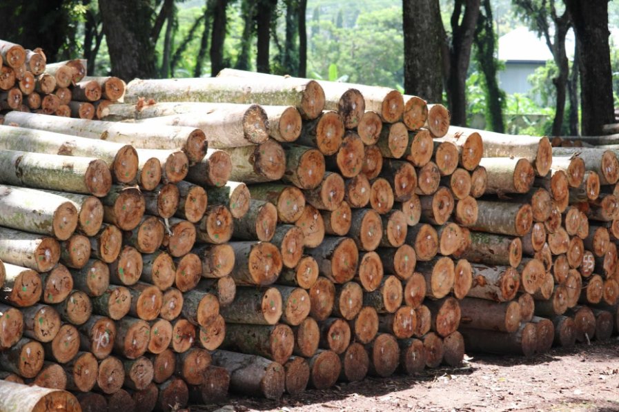 Kayu sengon gelondongan bahan sirip walet