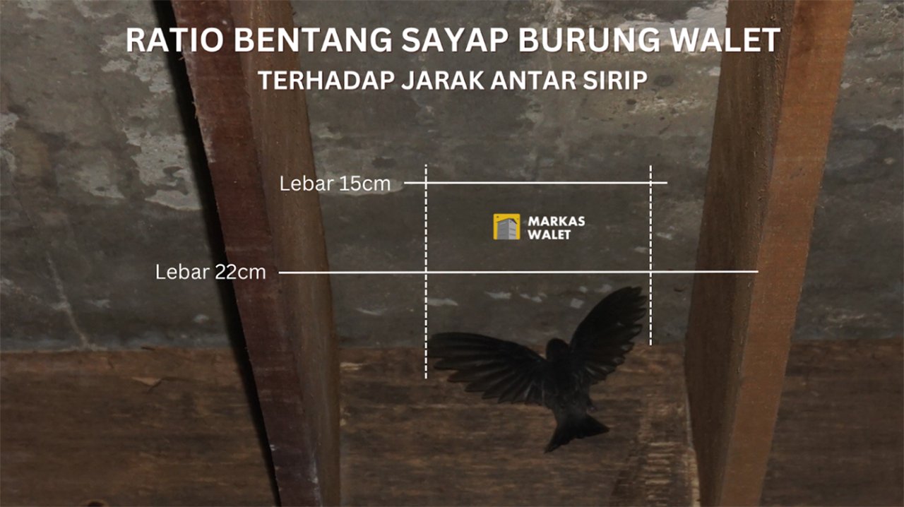 Ratio bentang sayap walet terhadap jarak antar sirip
