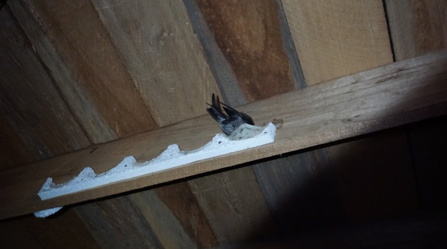 Styrofoam sebagai landasan sarang burung walet pada sirip